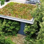 Henke Dachdecker für Stadthagen - ZinCo Dachbegrünung - Es blüht und summt auf dem Garagendach